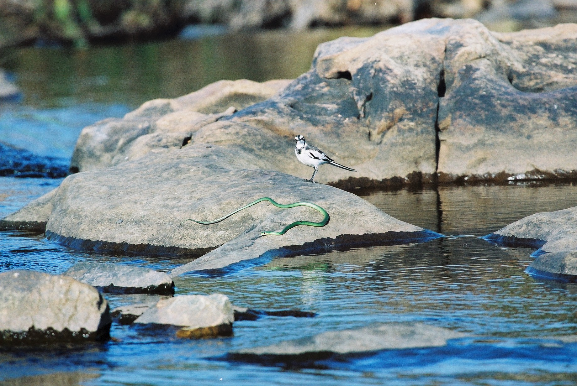 Szene mit Vogel und Schlange auf Felsen im Wasser